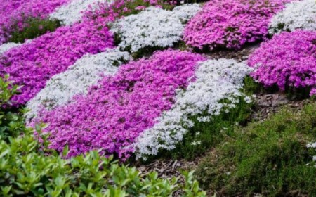 fleurs couvre sol pour telus ete soleil ombre covrantes vivaces plante printemps idees rustiques 2023