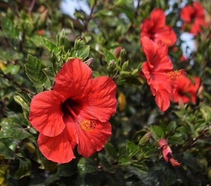 fleurs qui supportent le plein soleil