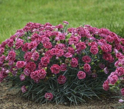 fleurs qui supportent l'ombre dianthus