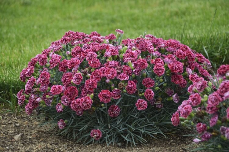 fleurs qui supportent l'ombre dianthus