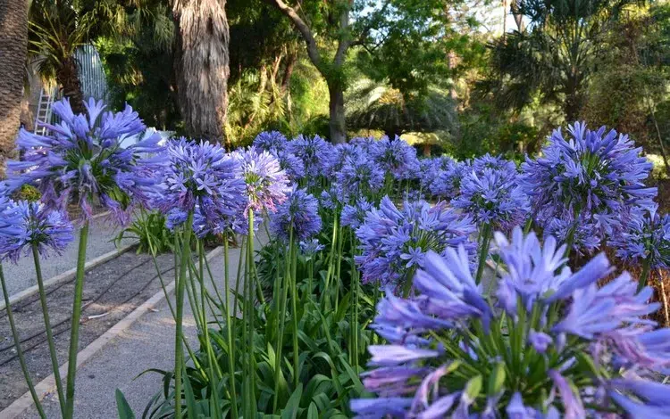 fleurs vivaces à planter en mai au jardin agapanthe plante à fleurs géantes