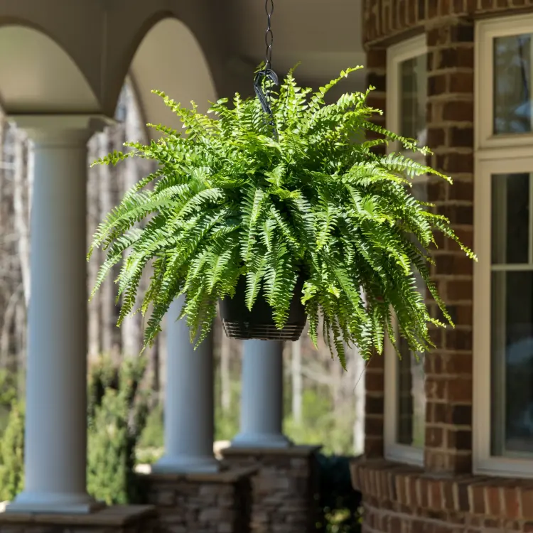 fougère plante retombante ombre terrasse balcon