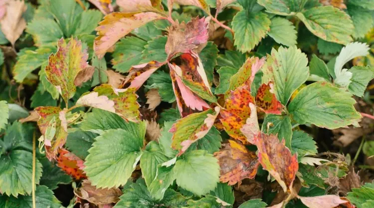 fraisiers feuilles rouges taches pourpres brulure des feuilles