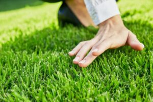 gazon qui résiste à la sécheresse