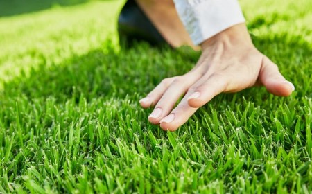 gazon qui résiste à la sécheresse