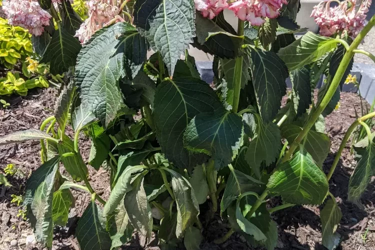 hortensia feuilles molles et jaunes où planter les hortensias