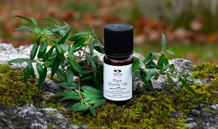 huile essentielle myrte verte huiles essentielles contre la toux seche grasse nocturne chronique rhume thym fumeur tea tree conseils astuces