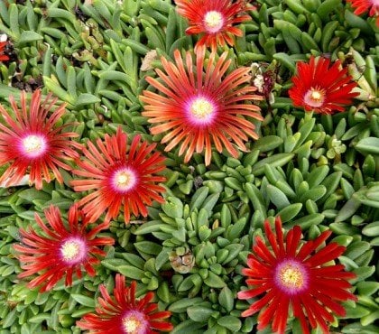 idées plantes grasses succulentes fleuries fleurs rouges intérieur extérieur retombantes rampantes couvre sol