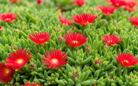 idées plantes grasses succulentes fleuries fleurs rouges intérieur extérieur retombantes rampantes couvre sol