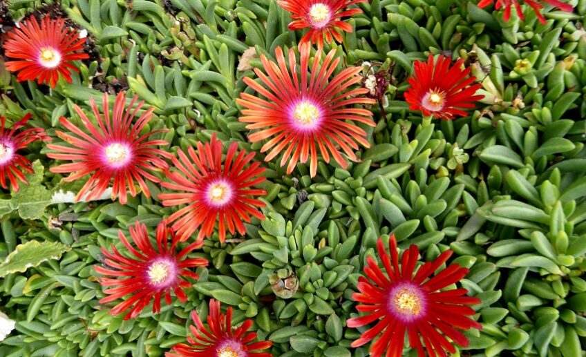 idées plantes grasses succulentes fleuries fleurs rouges intérieur extérieur retombantes rampantes couvre sol