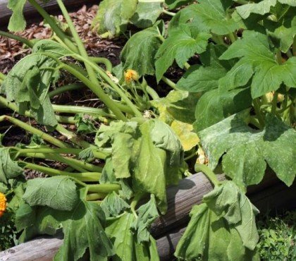 insecticide naturel pour courgettes feuilles enroulées déformées fruits marbrés peau plis