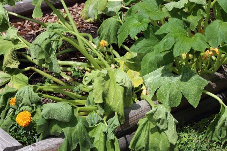 insecticide naturel pour courgettes feuilles enroulées déformées fruits marbrés peau plis