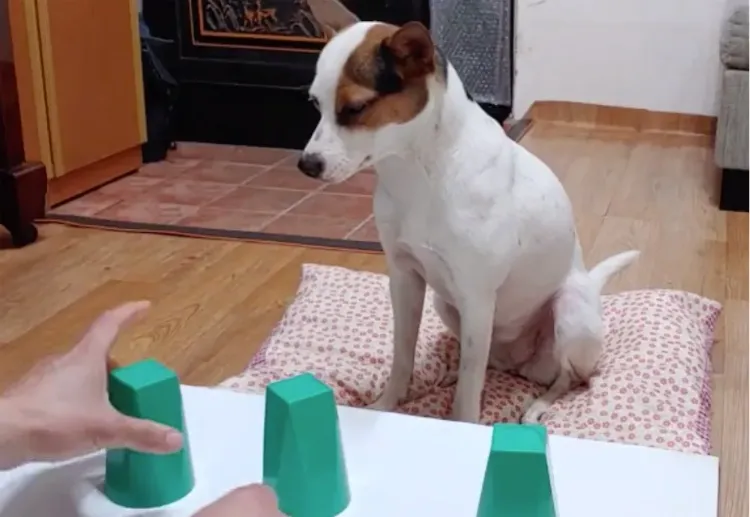 jouer au bonneteau fatiguer son chien idées originales jeux canins