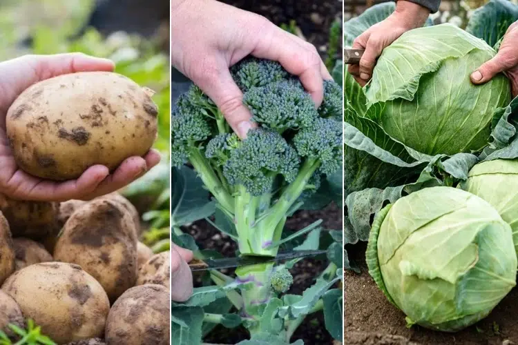 legumes pour terre argileuse