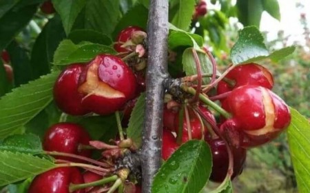 les arbres fruitiers et la pluie protéger arbre filet voile plastique arroser avant pluie