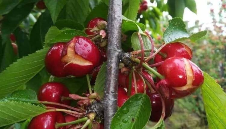 les arbres fruitiers et la pluie protéger arbre filet voile plastique arroser avant pluie