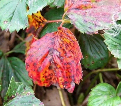 les feuilles des rosiers rougissent comment faire causes