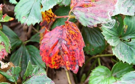 les feuilles des rosiers rougissent comment faire causes