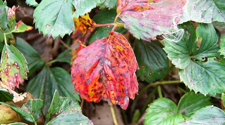 les feuilles des rosiers rougissent comment faire causes