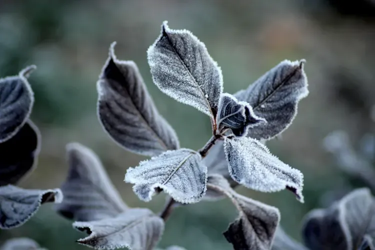 les plantes quil est possible de planter avant les saints de glace 2023 plantes chaleur periode meteo jardinage conseils gel froid