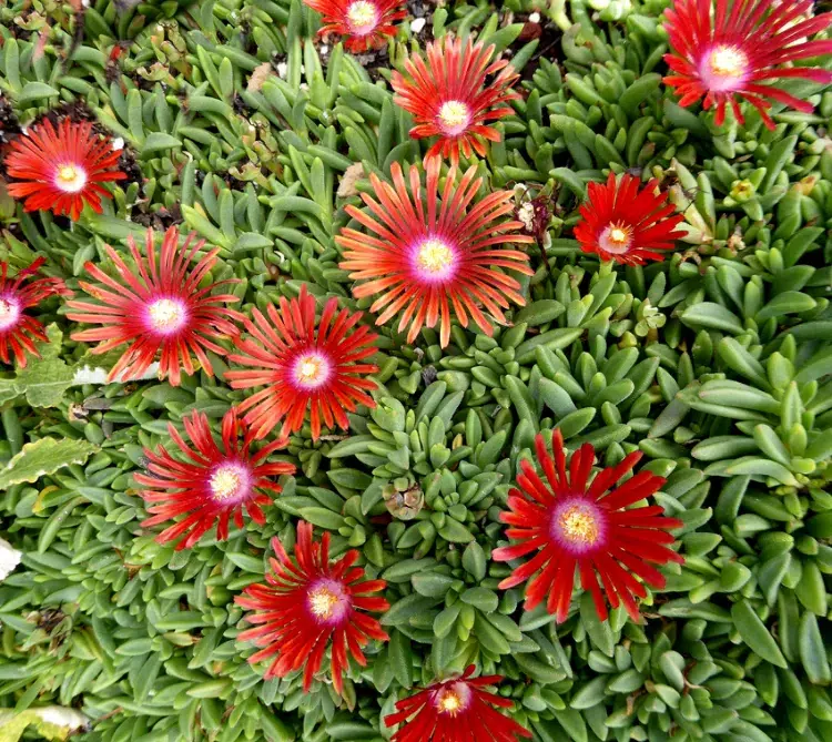 liste sélection plantes graises fleurs rouges intérieur extérieur jardin sans entretien