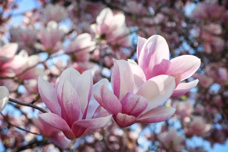 magnolia floraison