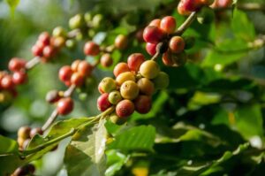 marc de café au pied des arbres fruitiers marc de café au pied des arbres fruitiers semis compost limaces salade jardin plantes idees astuces