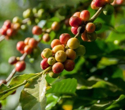 marc de café au pied des arbres fruitiers marc de café au pied des arbres fruitiers semis compost limaces salade jardin plantes idees astuces