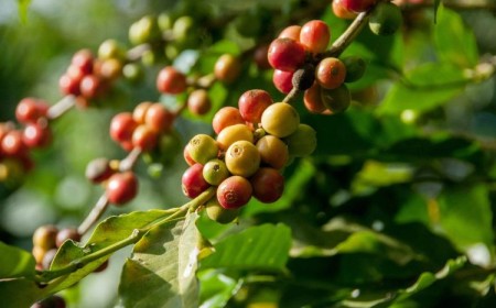 marc de café au pied des arbres fruitiers marc de café au pied des arbres fruitiers semis compost limaces salade jardin plantes idees astuces