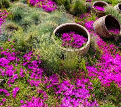 meilleures plantes couvre sol persistantes fleuries rustiques vivaces pour le soleil jardin plein soleil rocaille talus massifs