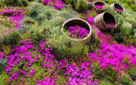 meilleures plantes couvre sol persistantes fleuries rustiques vivaces pour le soleil jardin plein soleil rocaille talus massifs