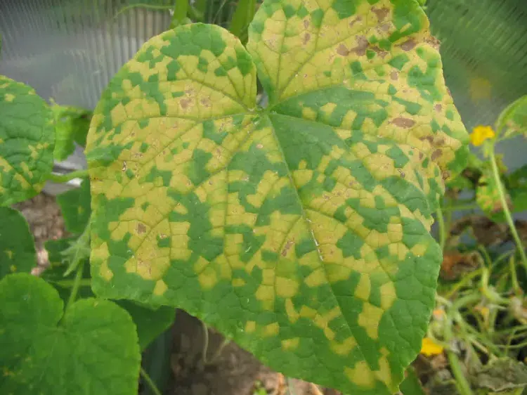 mildiou feuilles de courgettes 2023
