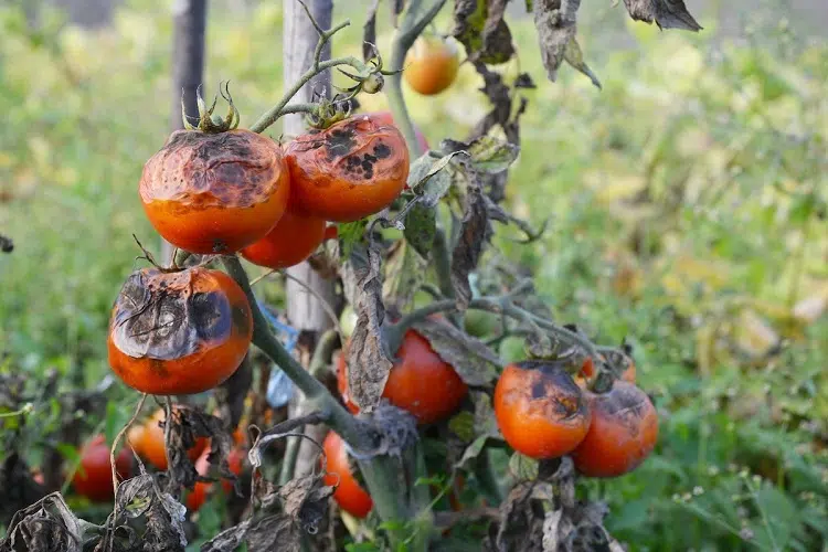 mildiou tomates traitement naturel