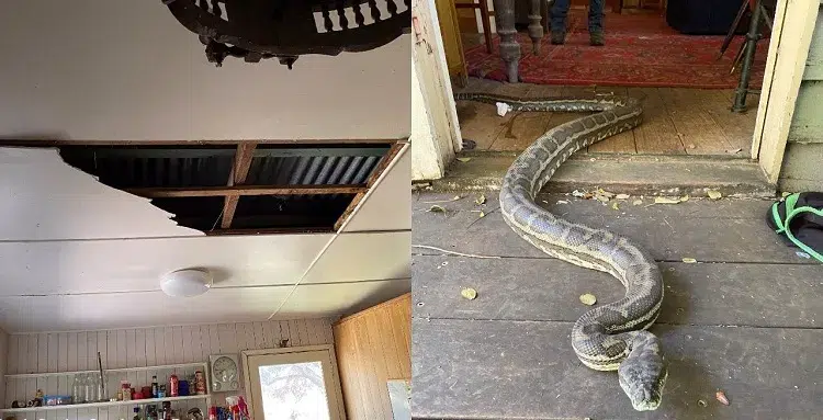 où peut se cacher un serpent dans une maison astuces comment faire sortir un serpent de sa cachette