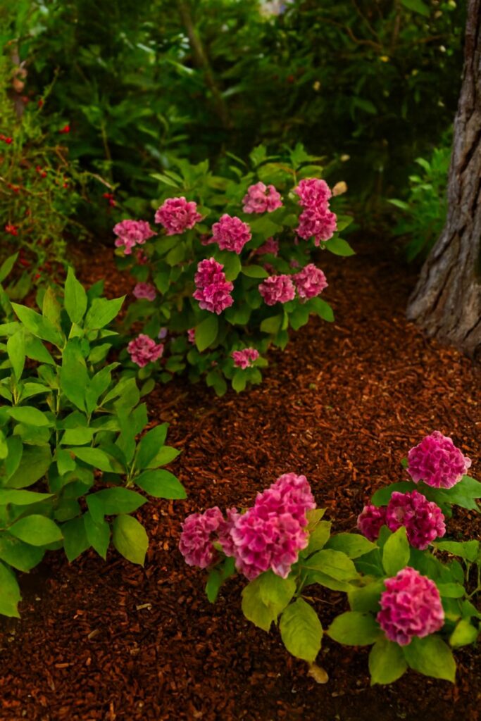 paillage des hortensias