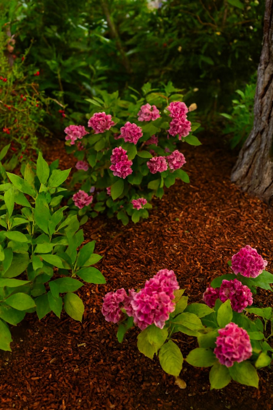 paillage des hortensias