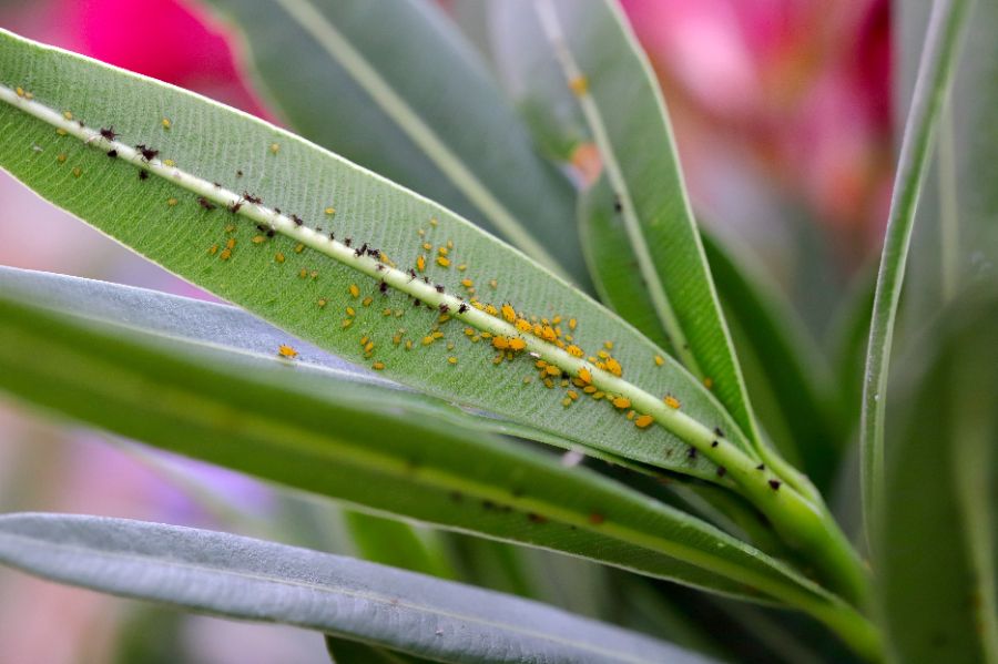 parasites du laurier rose