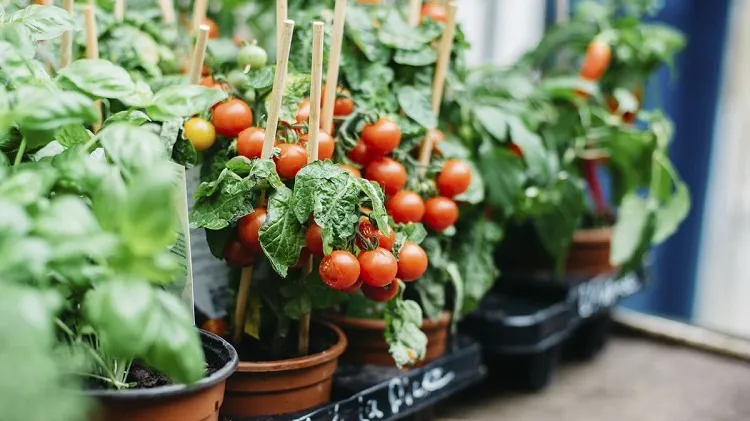 peut on planter des tomates en juin comment semer planter tomates cerises jardin potager pleine terre ou pot