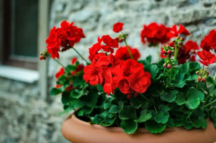 plante extérieur en pot résistant au gel et au soleil chaleur froid fleurs robustes terrasse balcon