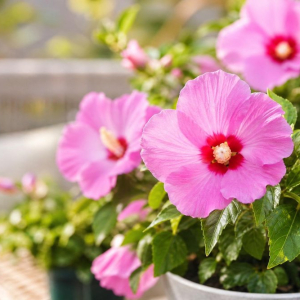plante extérieur en pot résistant au gel et au soleil chaleur froid fleurs robustes terrasse balcon