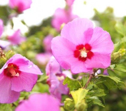 plante extérieur en pot résistant au gel et au soleil chaleur froid fleurs robustes terrasse balcon