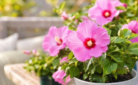 plante extérieur en pot résistant au gel et au soleil chaleur froid fleurs robustes terrasse balcon