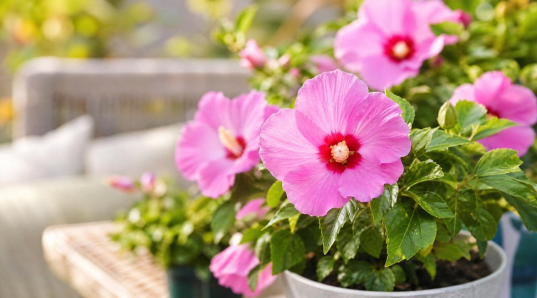 plante extérieur en pot résistant au gel et au soleil chaleur froid fleurs robustes terrasse balcon