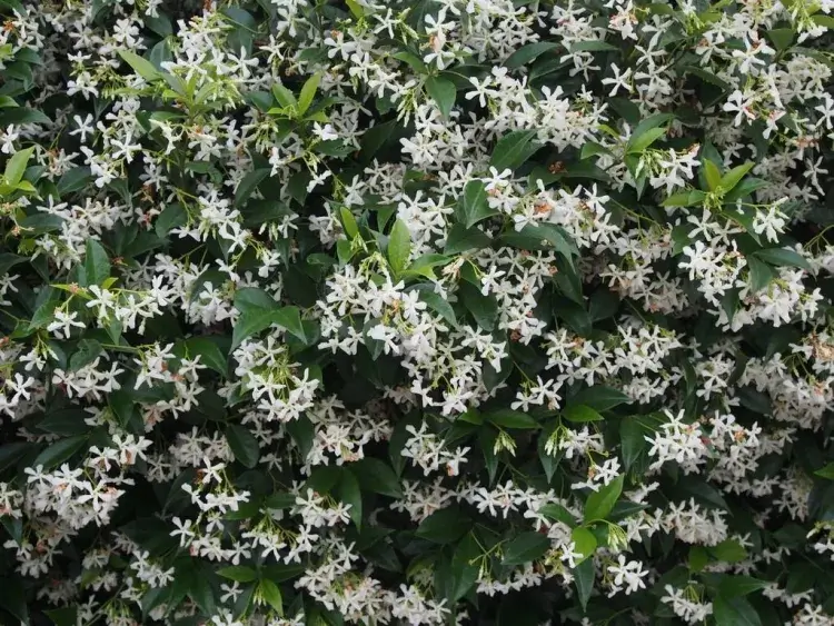 plante grimpante balcon feuillage persistant jasmin etoile
