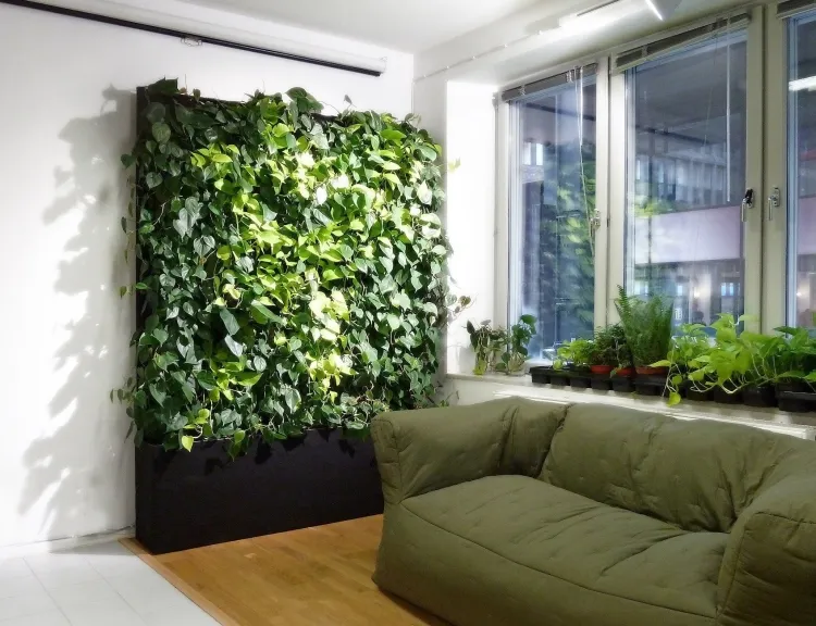 plante pour mur végétal intérieur