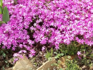 plante pour rocaille sans entretien phlox rampant