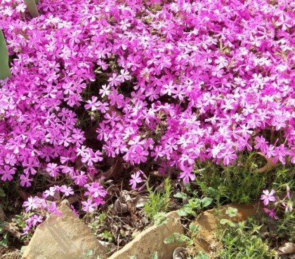 plante pour rocaille sans entretien phlox rampant