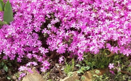 plante pour rocaille sans entretien phlox rampant