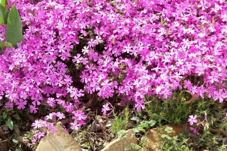 plante pour rocaille sans entretien phlox rampant