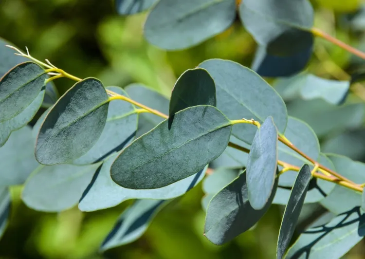 plante repulsive guepes et frelons eucalyptus